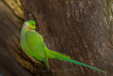 Ring-necked Parakeet 